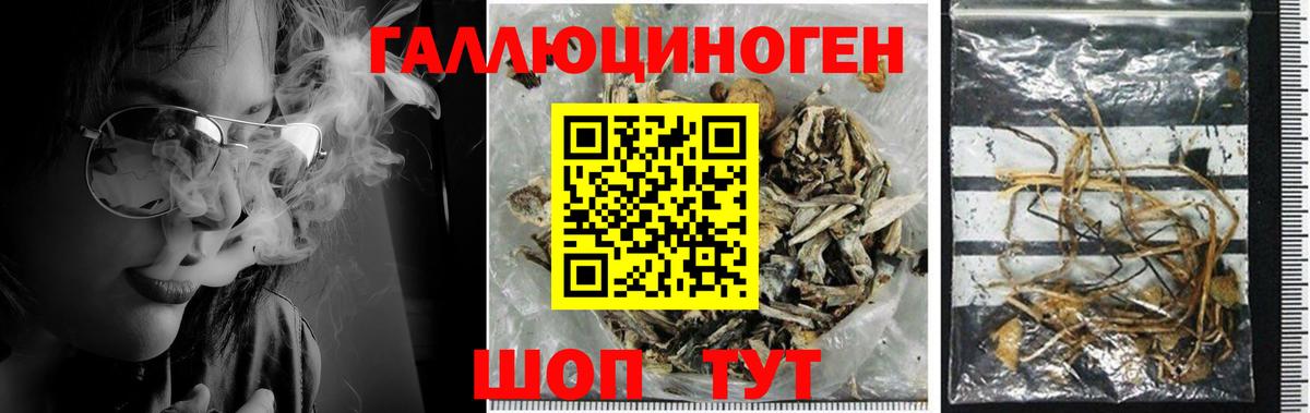 Россошь  Галлюциногенные грибы Psilocybine cubensis  Вход с VPN 
